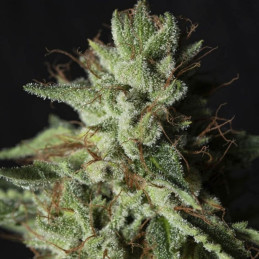 Gorilla Candy