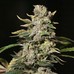 TNT Kush