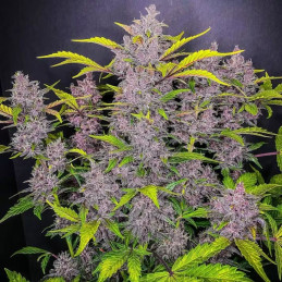 Blackberry Auto