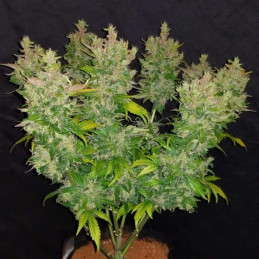 CBD Crack Auto