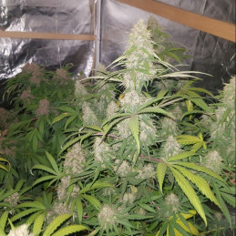 Kosher Cake Auto