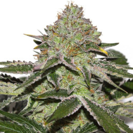 Original Afghan Kush Auto