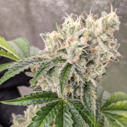 Original Auto OG Kush