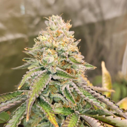 Original Auto Skunk