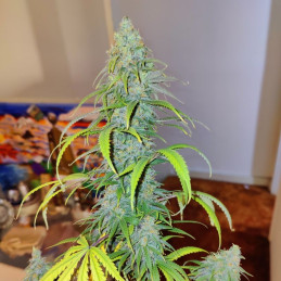 Original Chemdawg Auto