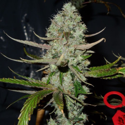 Rhino Ryder Auto