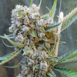 Smoothie Auto
