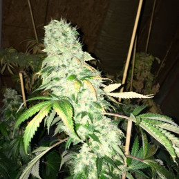 Stardawg Auto