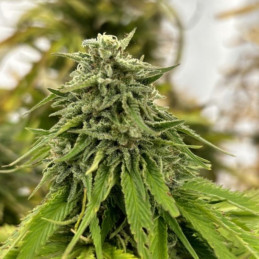 Strawberry Pie Auto