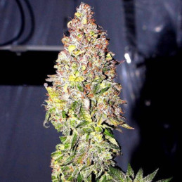 Auto Bubble