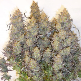 Auto Kush