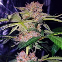 Mimosa Champagne