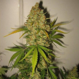 Skunk Special