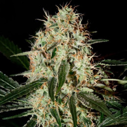 Arjan's Haze 2