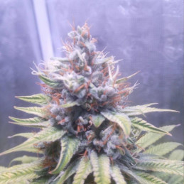 Arjan's Haze 3