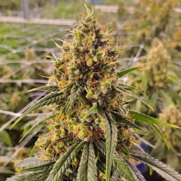 Super Silver Haze CBD
