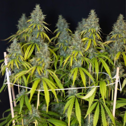 Sweet Valley Kush
