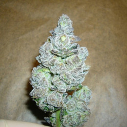 AK Kush Express