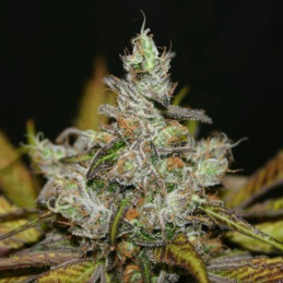 Amur Giant Auto