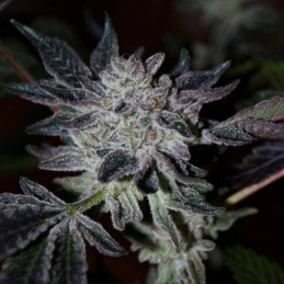 Blue Acid Auto