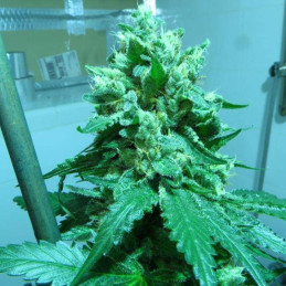 Soyuz OG Express