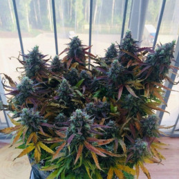 White Russian OG