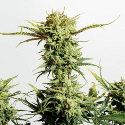 Gnomo Auto