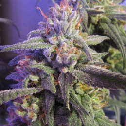 Sativa Dream