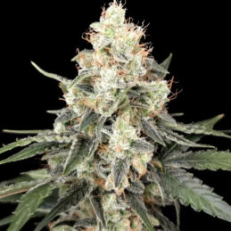 Afghan Auto