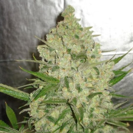 AK47 Auto