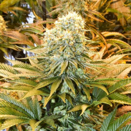 Banana Punch Auto
