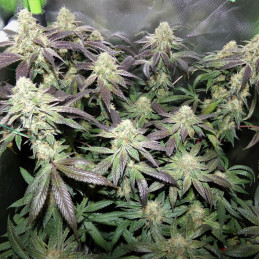 Wifi x Do Si Dos