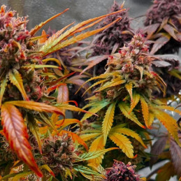 Auto Blueberry Domina