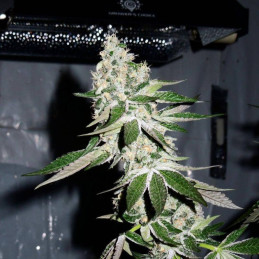 Auto Cannabis Light