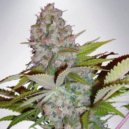 Auto Cheese NL
