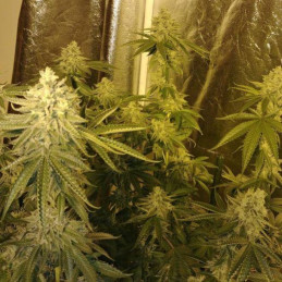 Big Bud XXL