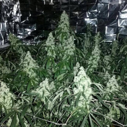 Cannabis Light