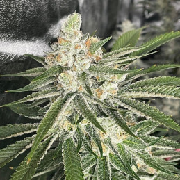 Belladonna