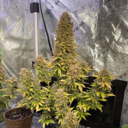 Auto Jack