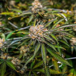 Wedding Cookies