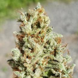 Gorilla Glue 4 Auto
