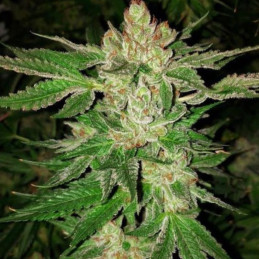Chronic Lights