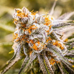 Blueberry Ghost OG