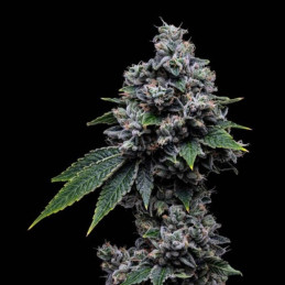 Black Gum