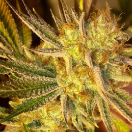 Auto Ghost Cookies