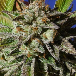 Auto CBG Nectar