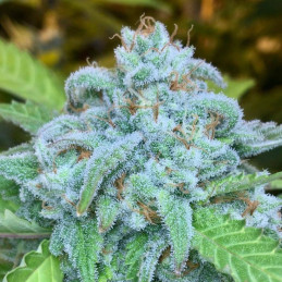 Alien Gorilla