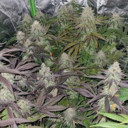Platinum Kush