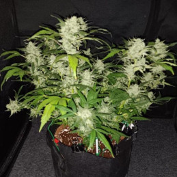Kosher OG