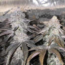 Bubba OG